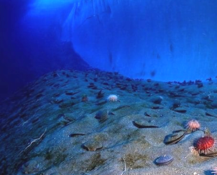 Okyanuslarda yüzbinlerce yeni deniz virüsü bulundu