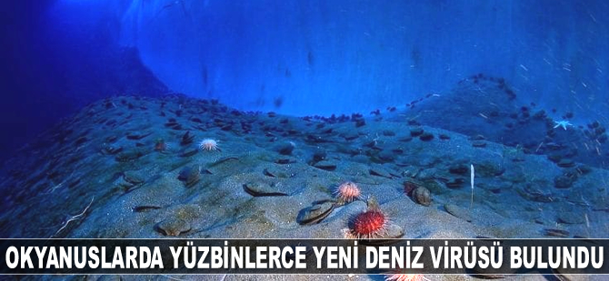Okyanuslarda yüzbinlerce yeni deniz virüsü bulundu