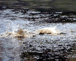 Balıkçılar, çaya yumurta bırakan sazanlar için nöbet tutuyor