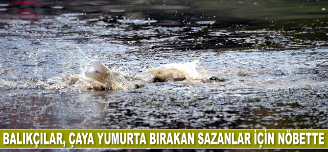 Balıkçılar, çaya yumurta bırakan sazanlar için nöbet tutuyor