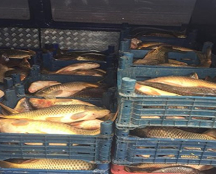 Bin 200 kilo aynalı sazan ve yayın balığı imha edildi