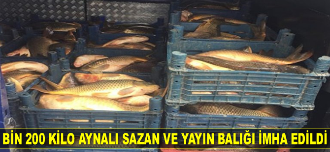 Bin 200 kilo aynalı sazan ve yayın balığı imha edildi