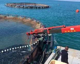 Trabzon’da denizden somon hasadı başladı