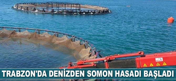 Trabzon’da denizden somon hasadı başladı