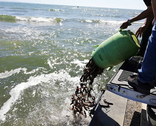 Aydın’da yasadışı ava 29 bin TL ceza kesildi