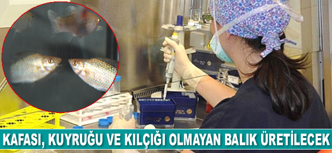 Kafası, kuyruğu ve kılçığı olmayan balık üretilecek