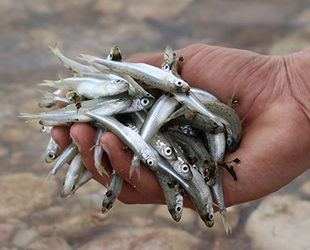 Kayseri'nin gümüş balığı Avrupa sofralarını süslüyor