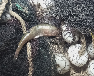 Van’da 500 metrelik manyat ağı ele geçirildi