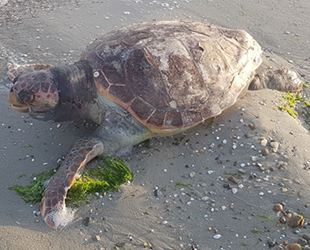 Silivri’de ölü caretta caretta kıyıya vurdu