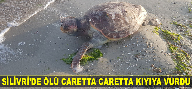 Silivri’de ölü caretta caretta kıyıya vurdu