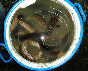 Ayvalık’ta deniz patlıcanı avlamak yasaklandı