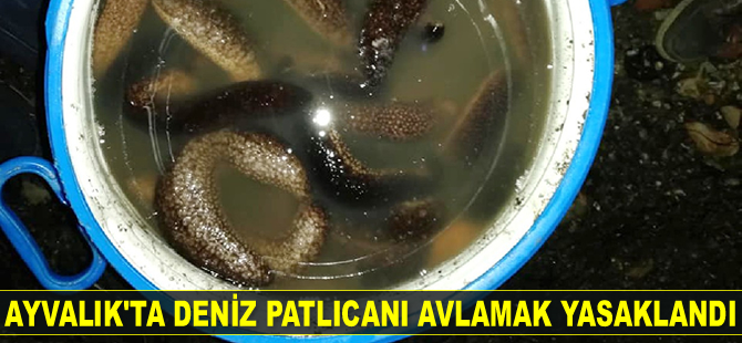 Ayvalık’ta deniz patlıcanı avlamak yasaklandı