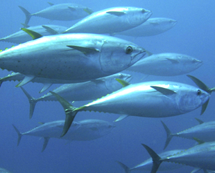 Orkinos avı için 29 gemiye izin verildi