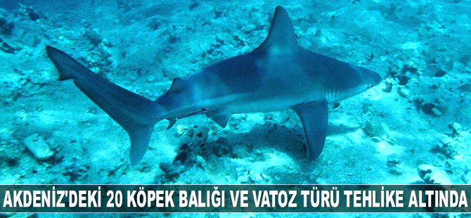 Akdeniz’de 20 köpek balığı ve vatozun tehlike altında olduğu açıklandı