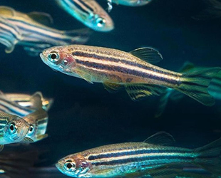 Alzheimer'ın çaresi zebra balığının beyninde keşfedildi