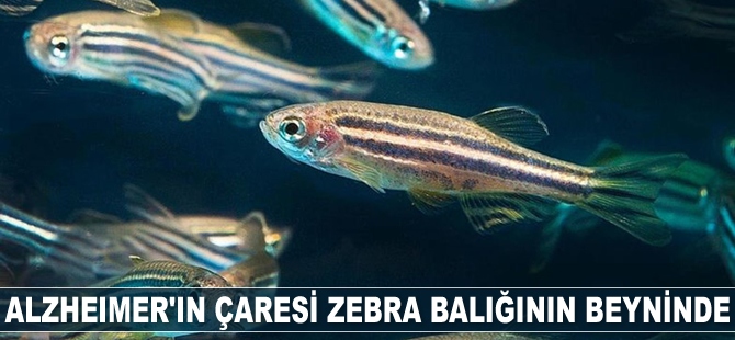 Alzheimer'ın çaresi zebra balığının beyninde keşfedildi