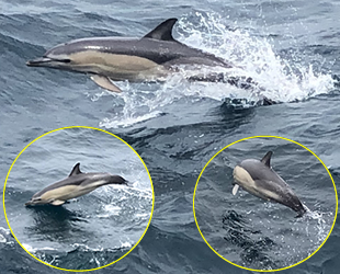 Denizkurdu Tatbikatı’nda yunus balıkları, savaş gemileri ile yarıştı