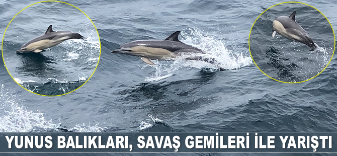 Denizkurdu Tatbikatı’nda yunus balıkları, savaş gemileri ile yarıştı