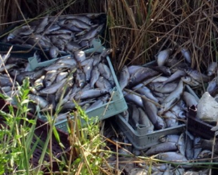 İznik’teki kötü kokunun sebebi, İsrail sazanı çıktı