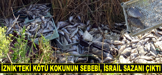 İznik’teki kötü kokunun sebebi, İsrail sazanı çıktı