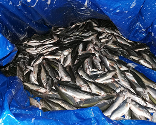 Van’da kaçak avcılık yapanlara 6 bin 540 TL para cezası kesildi