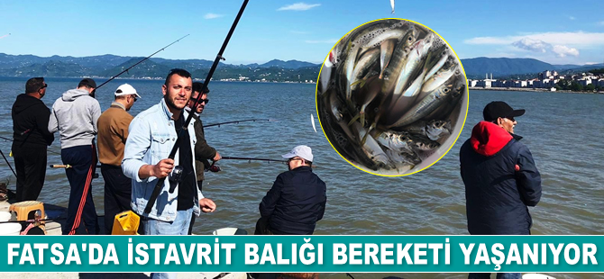 Fatsalı amatör balıkçılar, en çok istavrit avlıyor