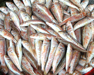 Barbunya ve Karadeniz pisi balığı tescil edildi