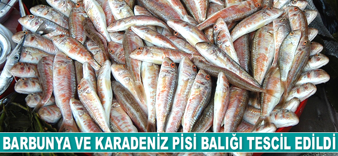 Barbunya ve Karadeniz pisi balığı tescil edildi