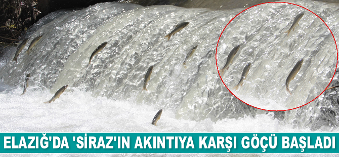 Elazığ’da ‘siraz’ın akıntıya karşı göçü başladı