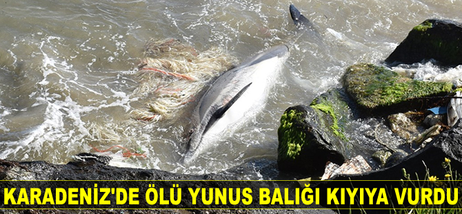 Sinop’ta ölü yunus balığı kıyıya vurdu