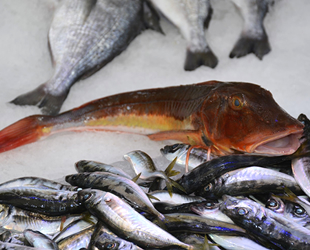 Sinop’ta tezgahları kırlangıç balığı süslüyor
