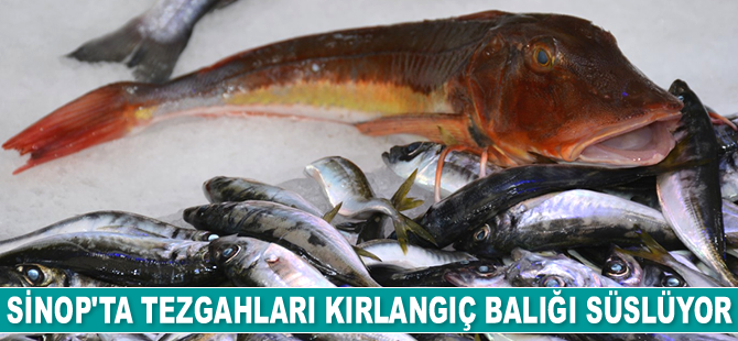 Sinop’ta tezgahları kırlangıç balığı süslüyor