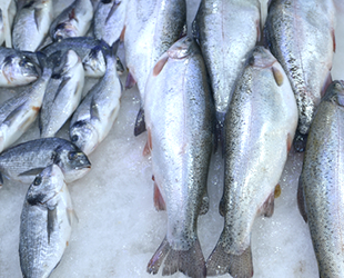Karadeniz’de tezgahlar kültür balıklarına kaldı