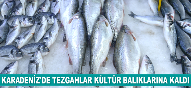 Karadeniz’de tezgahlar kültür balıklarına kaldı