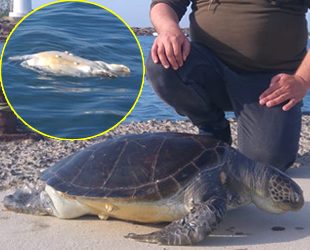 Edirne'de ölü deniz kaplumbağası kıyıya vurdu