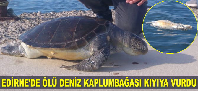 Edirne'de ölü deniz kaplumbağası kıyıya vurdu