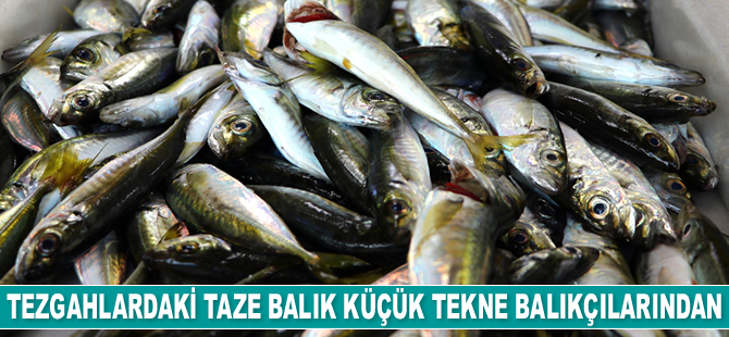 Küçük teknelerle avlanan taze balıklar tezgahlarda satışa sunuluyor