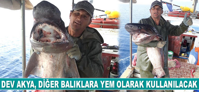 Antalyalı balıkçı, 1 metre uzunluğunda akya balığı yakaladı