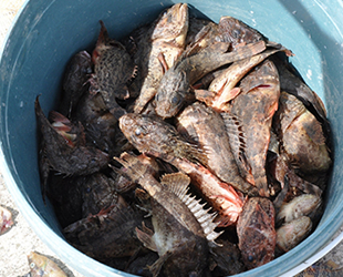 İskorpit balığı tezgahlardaki yerini aldı