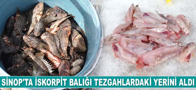 İskorpit balığı tezgahlardaki yerini aldı