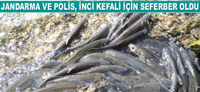 Jandarma ve polis, inci kefali için seferber oldu