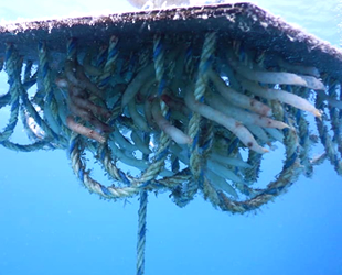 Çeşme'de yapay yuvalardaki yavru kalamarlar görüntülendi