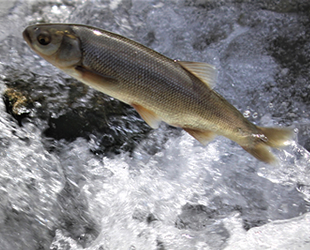Van’da göç eden balıkların önündeki engeller temizlendi