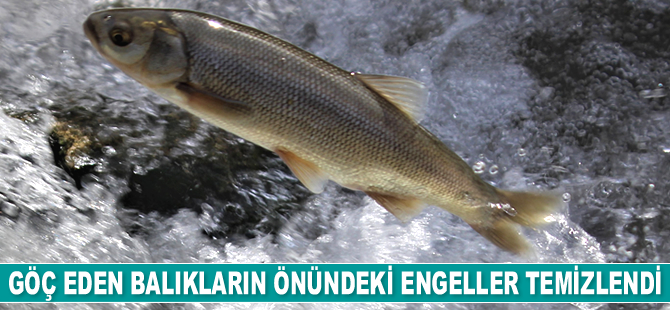 Van’da göç eden balıkların önündeki engeller temizlendi