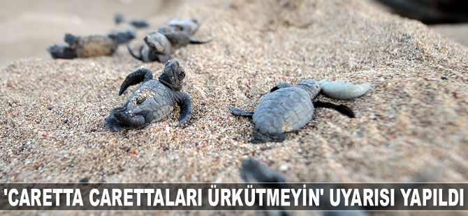 Mersin’de ‘Caretta Carettaları Ürkütmeyin’ uyarısı yapıldı