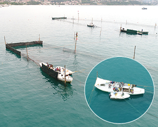 Beykoz'da dalyancılık yöntemiyle balık avlıyorlar