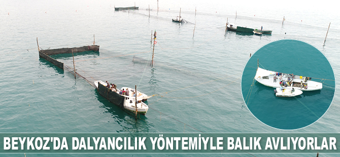 Beykoz'da dalyancılık yöntemiyle balık avlıyorlar