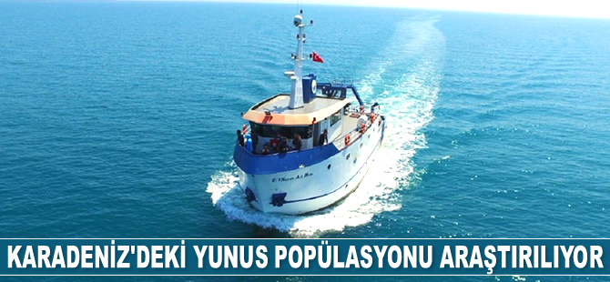 Karadeniz’deki yunus popülasyonu araştırılıyor