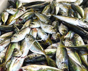 Ramazan ayında balıkçı tezgahlarını istavrit süslüyor