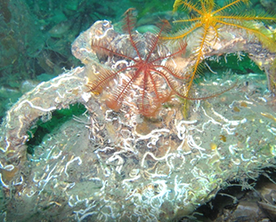 Yalova sahillerinde kırmızı mercan tarlası bulundu